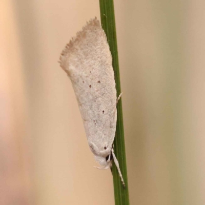 Thalerotricha mylicella (Wingia Group) at Canberra Central, ACT - 13 Oct 2023 by ConBoekel