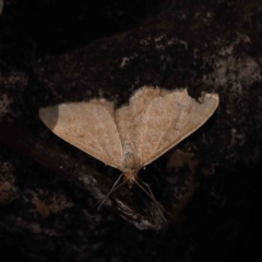 Scopula rubraria (Reddish Wave, Plantain Moth) at Canberra Central, ACT - 13 Oct 2023 by ConBoekel