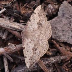 Taxeotis intextata (Looper Moth, Grey Taxeotis) at ANBG South Annex - 13 Oct 2023 by ConBoekel
