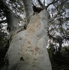 Eucalyptus racemosa (Scribbly Gum) at Wallum - 14 Oct 2023 by Jamesbarrie
