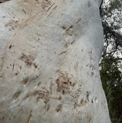 Eucalyptus racemosa at Brunswick Heads, NSW - 14 Oct 2023