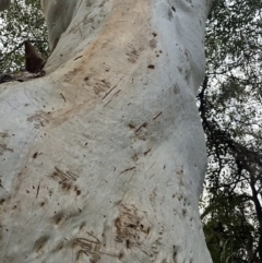 Eucalyptus racemosa at Brunswick Heads, NSW - 14 Oct 2023