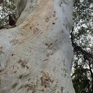 Eucalyptus racemosa at Brunswick Heads, NSW - 14 Oct 2023