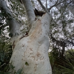 Eucalyptus racemosa at Brunswick Heads, NSW - 14 Oct 2023 07:01 PM