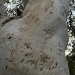 Eucalyptus racemosa at Brunswick Heads, NSW - 14 Oct 2023