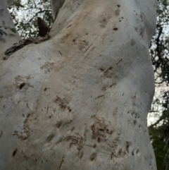 Eucalyptus racemosa at Brunswick Heads, NSW - 14 Oct 2023 07:01 PM