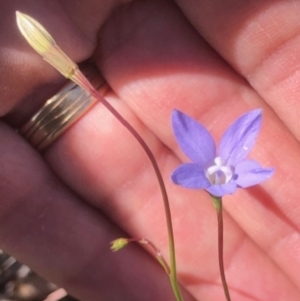 Wahlenbergia stricta subsp. stricta at Lyons, ACT - 9 Oct 2023
