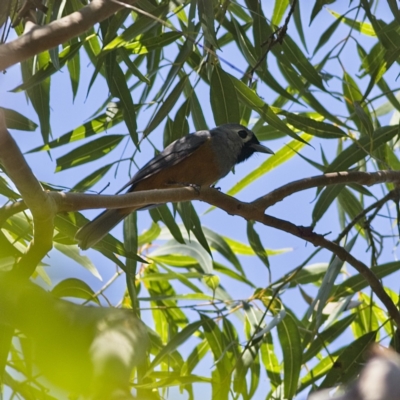 Monarcha melanopsis (Black-faced Monarch) at Tomaree National Park - 14 Oct 2023 by MichaelWenke