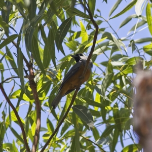 Monarcha melanopsis at Nelson Bay, NSW - 14 Oct 2023