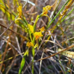 Diuris nigromontana (Black Mountain Leopard Orchid) at Black Mountain - 14 Oct 2023 by WalkYonder