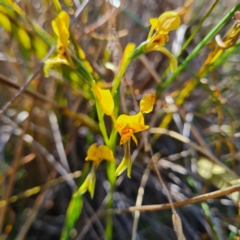 Diuris nigromontana at Canberra Central, ACT - suppressed