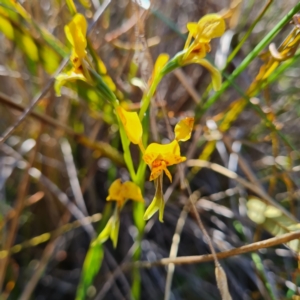 Diuris nigromontana at Canberra Central, ACT - 14 Oct 2023