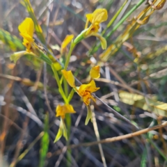 Diuris nigromontana at Canberra Central, ACT - suppressed