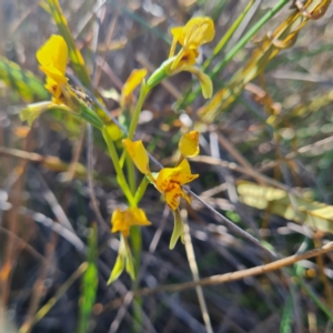 Diuris nigromontana at Canberra Central, ACT - 14 Oct 2023