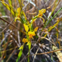 Diuris nigromontana at Canberra Central, ACT - suppressed