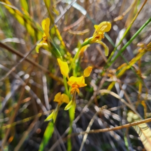 Diuris nigromontana at Canberra Central, ACT - suppressed