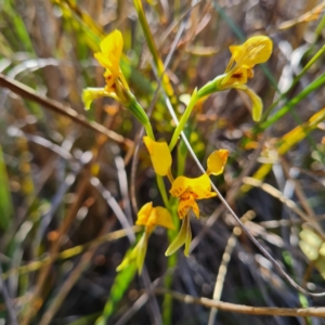 Diuris nigromontana at Canberra Central, ACT - 14 Oct 2023