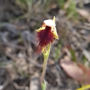 Calochilus platychilus at Canberra Central, ACT - 14 Oct 2023