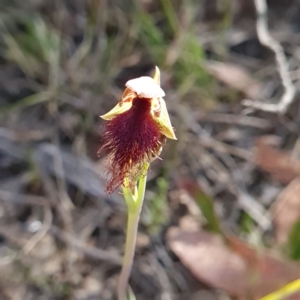 Calochilus platychilus at Canberra Central, ACT - suppressed