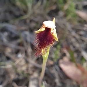 Calochilus platychilus at Canberra Central, ACT - suppressed