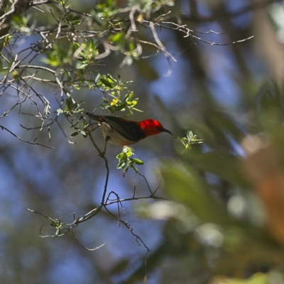 Myzomela sanguinolenta (Scarlet Honeyeater) at Nelson Bay, NSW - 14 Oct 2023 by Trevor