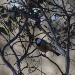 Pachycephala rufiventris at Gundaroo, NSW - 14 Oct 2023