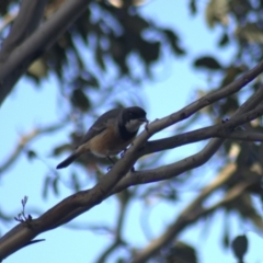 Pachycephala rufiventris at Gundaroo, NSW - 14 Oct 2023