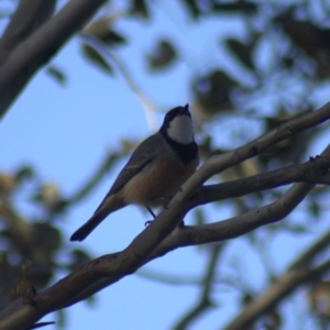 Pachycephala rufiventris at Gundaroo, NSW - 14 Oct 2023