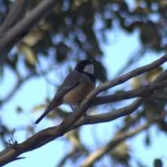 Pachycephala rufiventris at Gundaroo, NSW - 14 Oct 2023