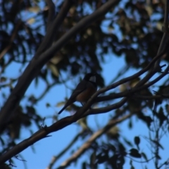 Pachycephala rufiventris at Gundaroo, NSW - 14 Oct 2023