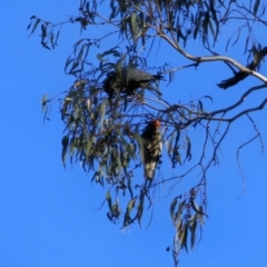 Callocephalon fimbriatum (Gang-gang Cockatoo) at Peak View, NSW - 14 Oct 2023 by Csteele4