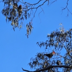 Callocephalon fimbriatum at Peak View, NSW - suppressed