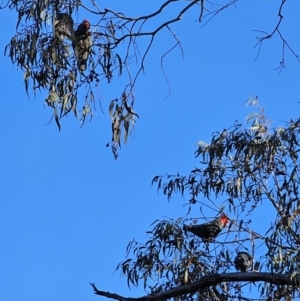 Callocephalon fimbriatum at Peak View, NSW - suppressed