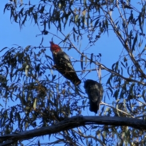 Callocephalon fimbriatum at Peak View, NSW - suppressed