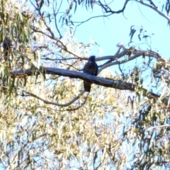 Callocephalon fimbriatum at Peak View, NSW - suppressed