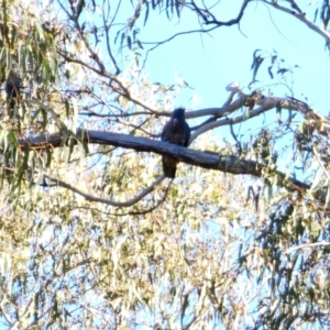 Callocephalon fimbriatum at Peak View, NSW - suppressed