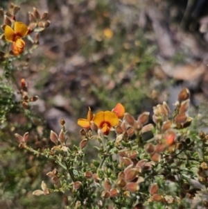 Mirbelia oxylobioides at Jerangle, NSW - 14 Oct 2023 01:16 PM