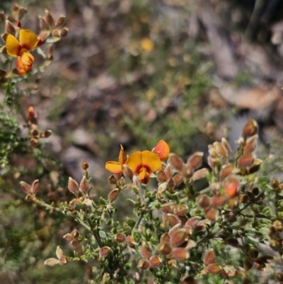 Mirbelia oxylobioides (Mountain Mirbelia) at Jerangle, NSW - 14 Oct 2023 by Csteele4