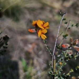 Mirbelia oxylobioides at Jerangle, NSW - 14 Oct 2023 01:16 PM