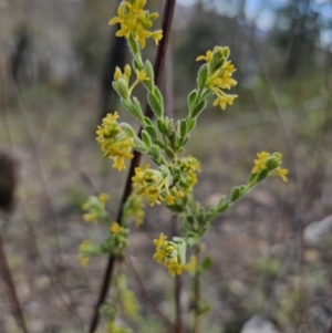 Pimelea curviflora var. gracilis at Jerangle, NSW - 14 Oct 2023