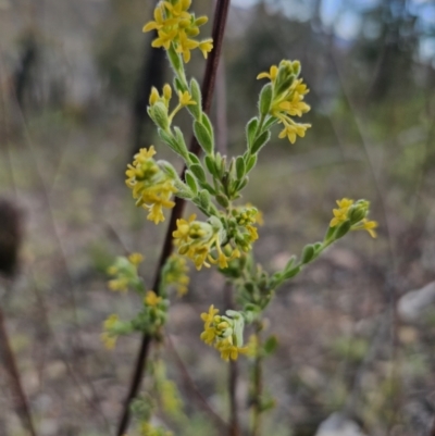 Pimelea curviflora var. gracilis (Curved Rice-flower) at Jerangle, NSW - 14 Oct 2023 by Csteele4