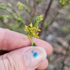 Pimelea curviflora var. gracilis at Jerangle, NSW - 14 Oct 2023