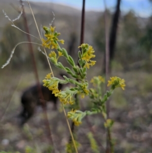 Pimelea curviflora var. gracilis at Jerangle, NSW - 14 Oct 2023