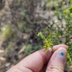 Pimelea curviflora var. gracilis at Jerangle, NSW - 14 Oct 2023