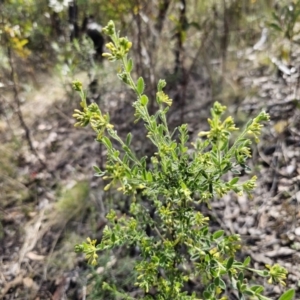 Pimelea curviflora var. gracilis at Jerangle, NSW - 14 Oct 2023