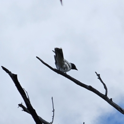 Coracina novaehollandiae (Black-faced Cuckooshrike) at Jerangle, NSW - 14 Oct 2023 by Csteele4