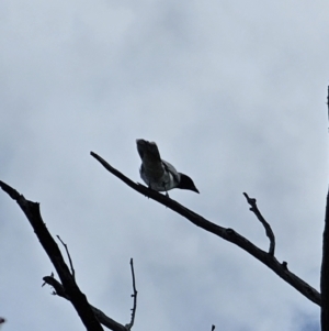 Coracina novaehollandiae at Jerangle, NSW - 14 Oct 2023