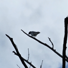 Coracina novaehollandiae at Jerangle, NSW - 14 Oct 2023