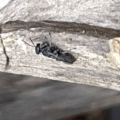 Unidentified Sand or digger wasp (Crabronidae or Sphecidae) at Surf Beach, NSW - 14 Oct 2023 by Hejor1