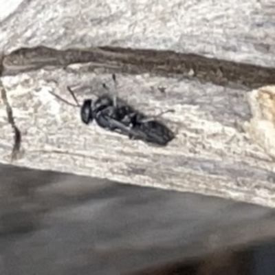 Unidentified Sand or digger wasp (Crabronidae or Sphecidae) at Surf Beach, NSW - 14 Oct 2023 by Hejor1